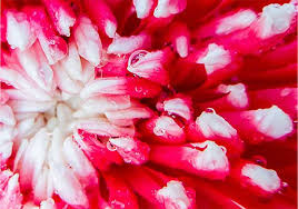 Tyvek Brillion for dazzling colors